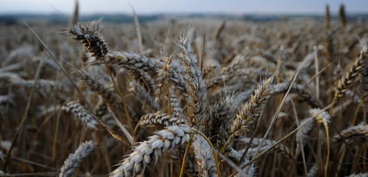 farming wheat