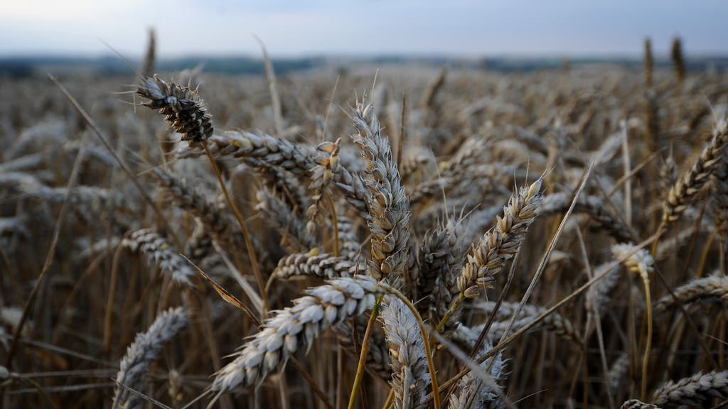 farming wheat