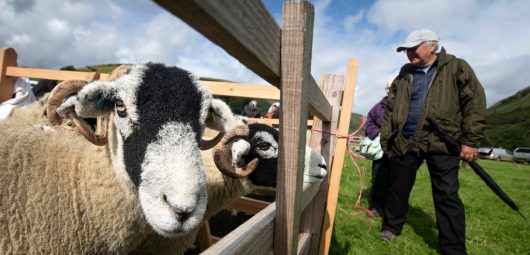 sheep farming