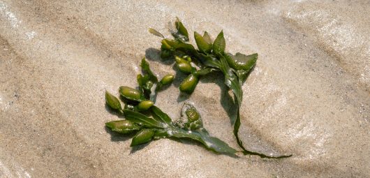 seaweed