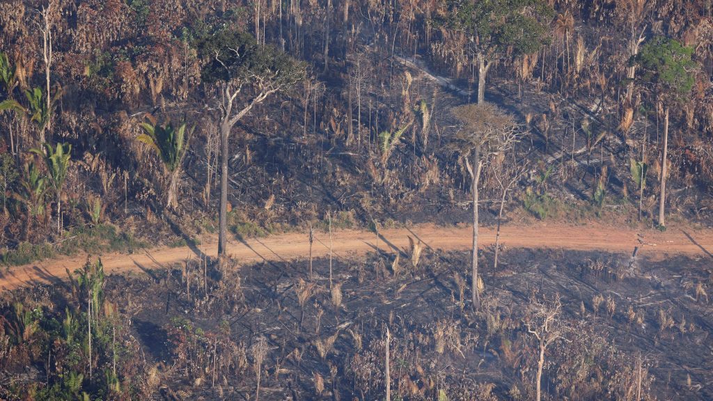 forestry deforestation climate